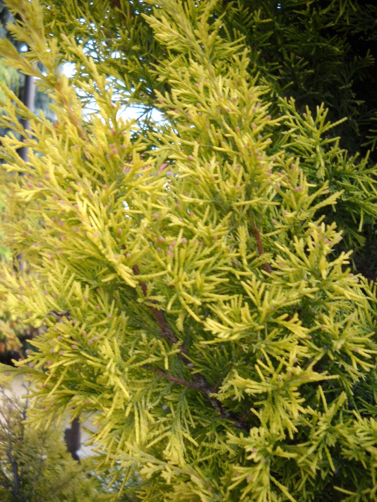 Можжевельник обыкновенный Голдшатц, Juniperus communis Goldschatz - Фото №3